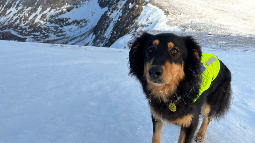 A close up of a tan-and-black English Shepherd dog with a yellow coat in the snow. 