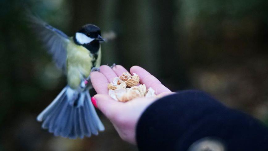 Yellow, blue, black and white bird, winging flapping, on the fingertips of a woman's hand holding some nuts.