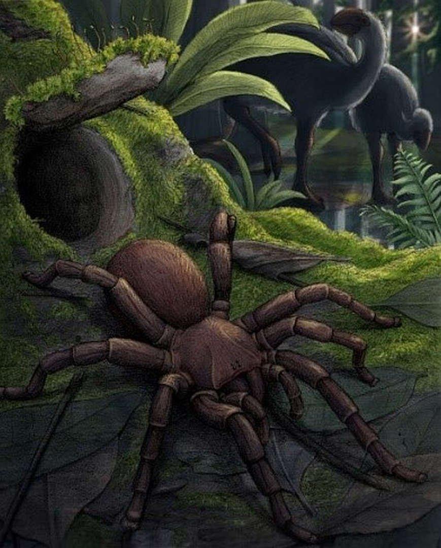 a-drawing-of-the-giant-trapdoor-spider