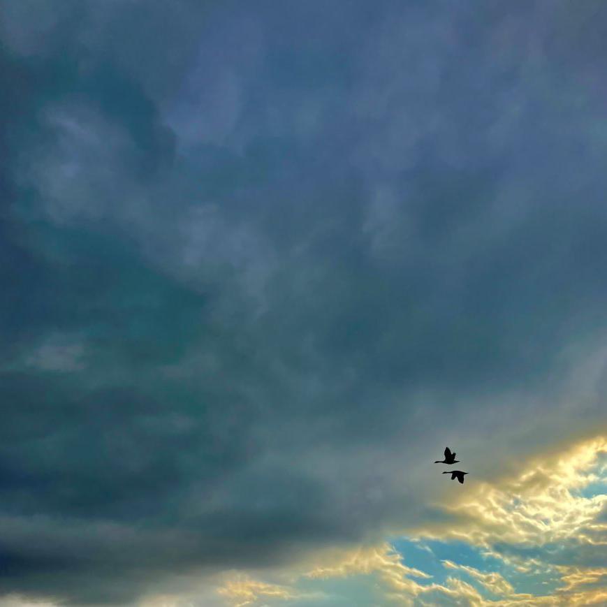 Pair of geese flying across a cloudy sky, with a glimpse of blue sky in the corner.