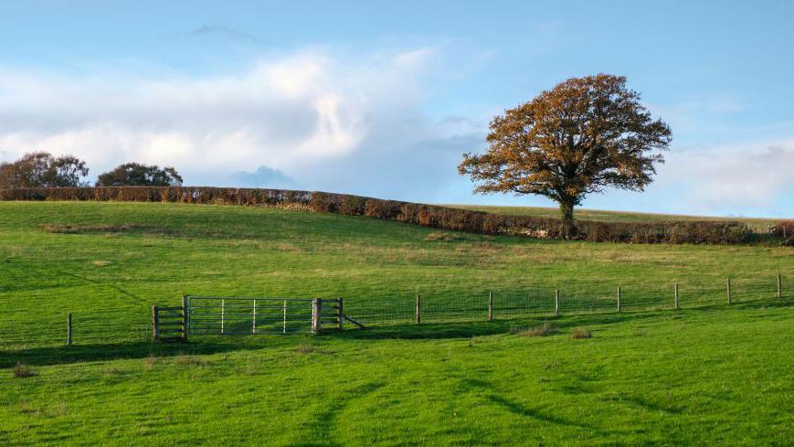 coeden yn Sir Fynwy