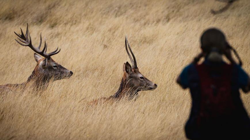 A woman stands beneath a tree to photograph stags in Richmond Park.