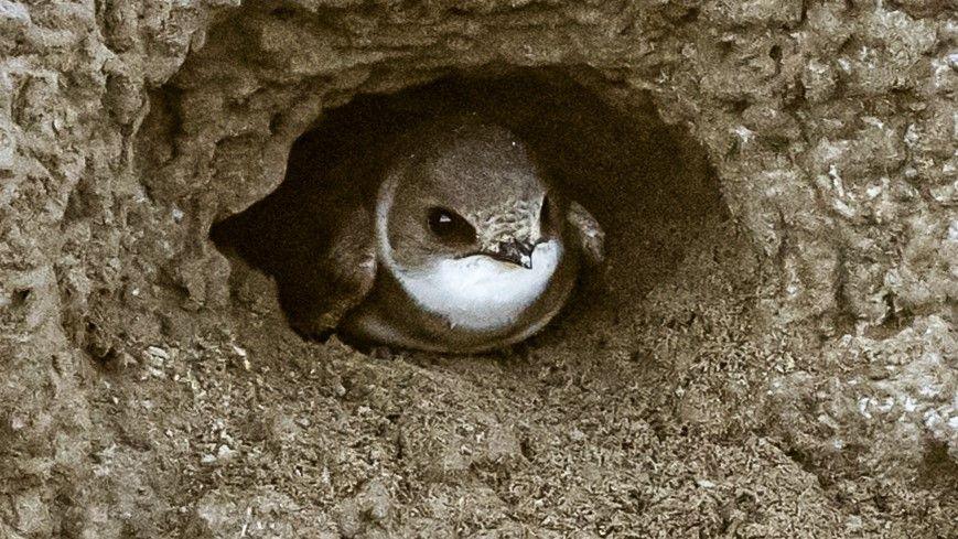 A close-up image of a brown and white sand martin peeking out of a sandy mud burrow.