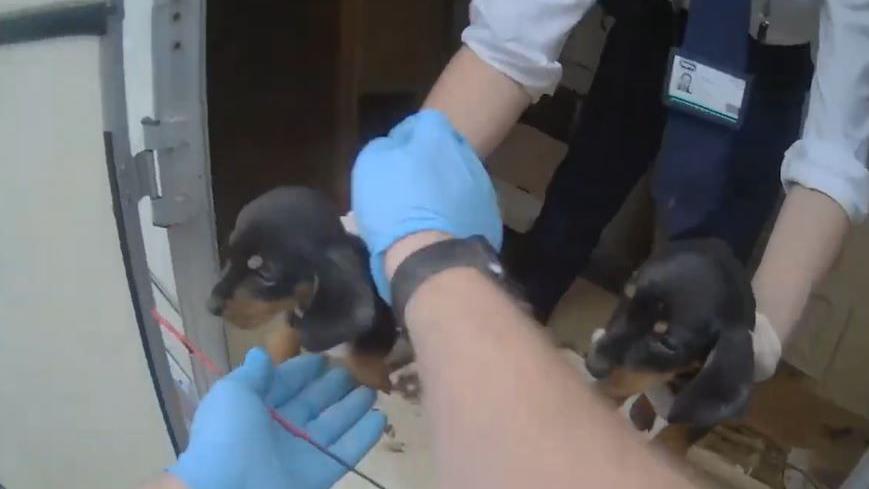 Two small brown puppies being passed out of a caravan to a person wearing blue gloves. 