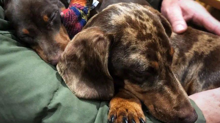 Two sausage dogs can be seen asleep on their owner's right arm.