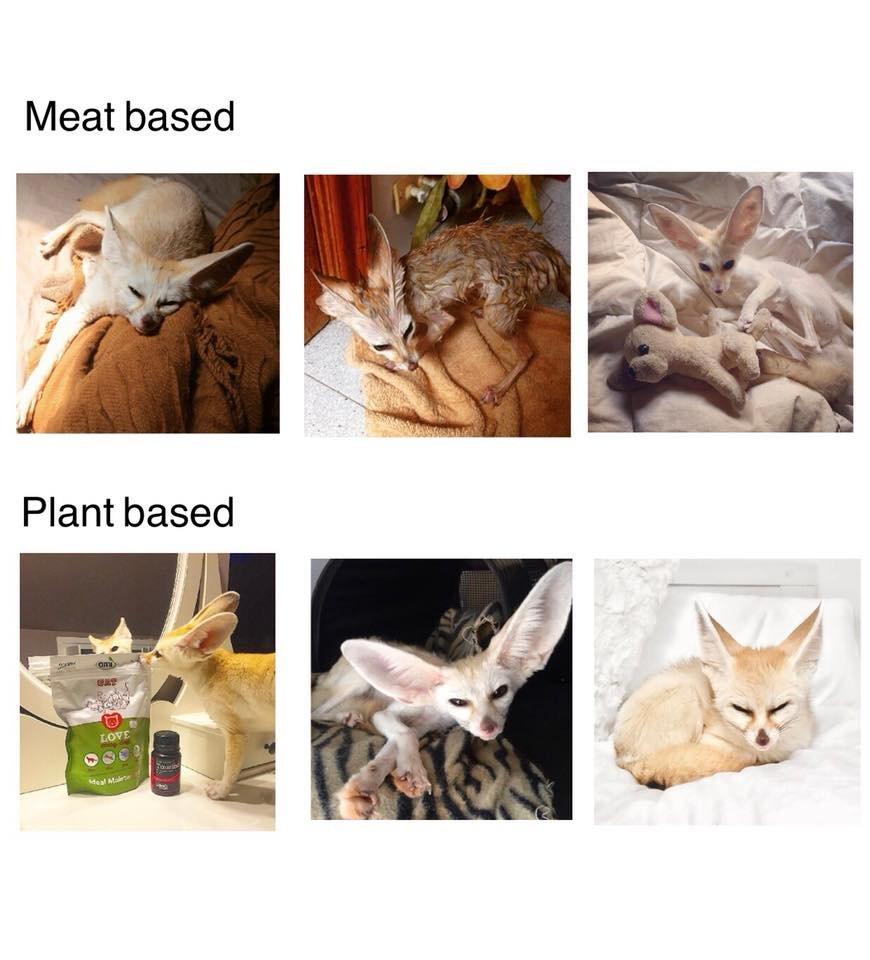 A collection of photos of the fennec fox under the headlines 'meat based' and plant based