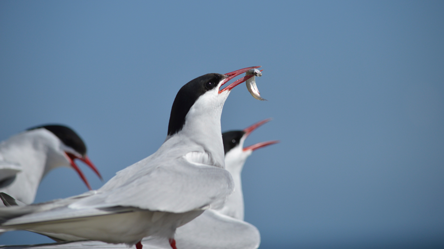 Three Arctic terns, one with a sand eel in its mouth,