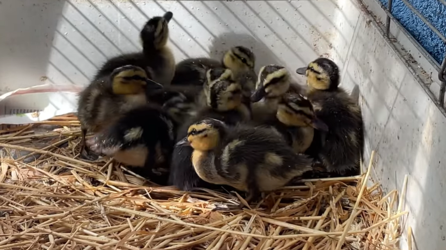 A group of ducklings on some straw