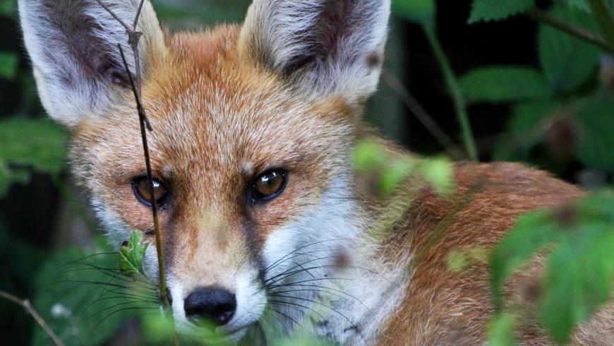 A generic image of a brown and white fox which is peering through foliage.