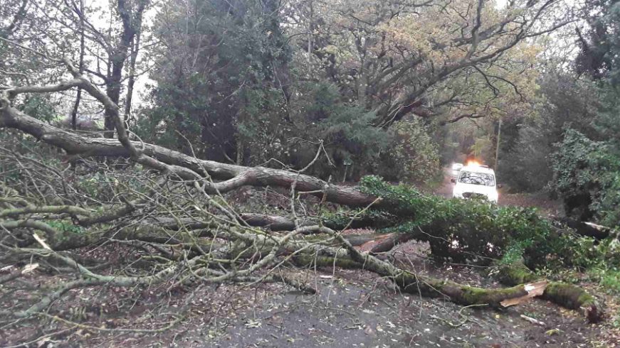 A fallen tree blocking a minor road. It is daylight and a white van can be seen behind the tree with flashing lights on the roof.
