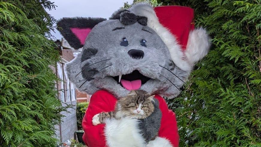 A large mascot resembling a grey cat with black ears wearing a santa costume holding a striped brown and white cat beside large green bushes