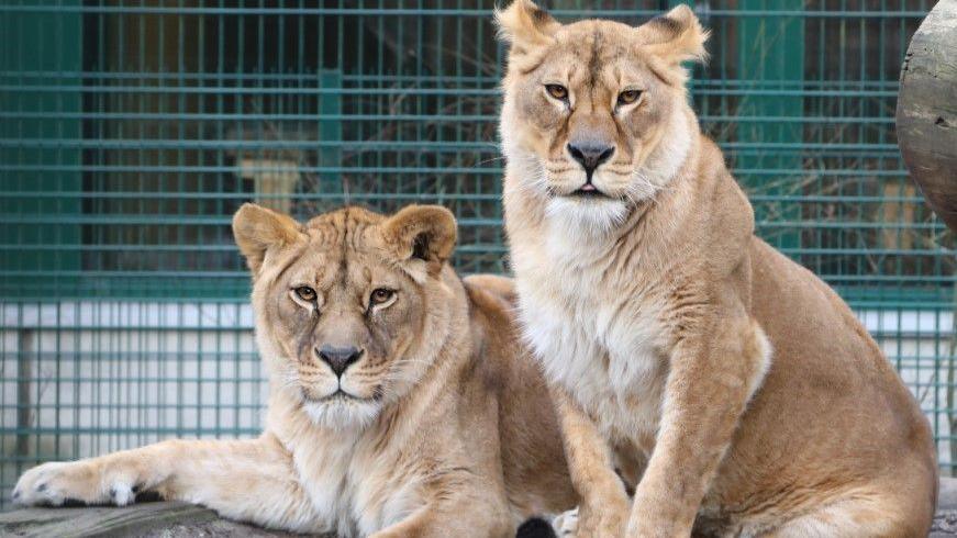 Two lionesses