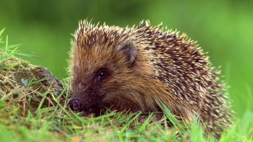 Hedgehog