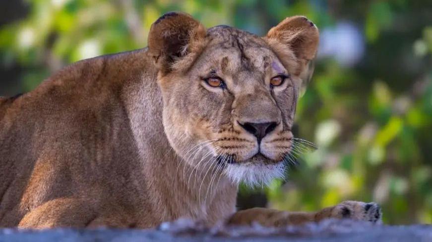 Lioness Yuna pictured outside in her enclosure at The Big Cat Sanctuary