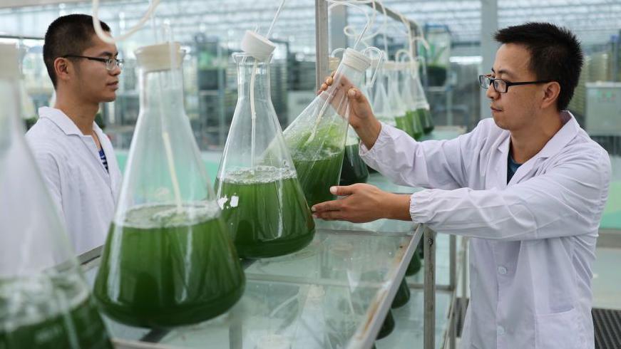 Researchers look at big beakers of green algae at a facility in China