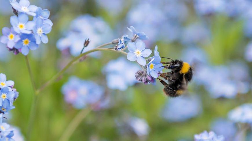 Bumblebee on a flower