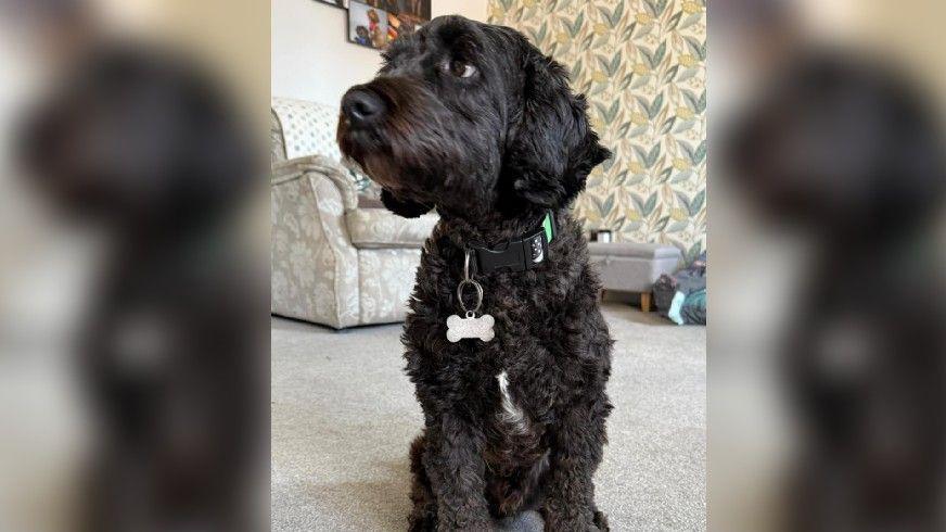 Black dog, Archie, looking cute and to the right of the camera. He's sat in a living room with a black and green colour with a bone-shaped tag on it.
