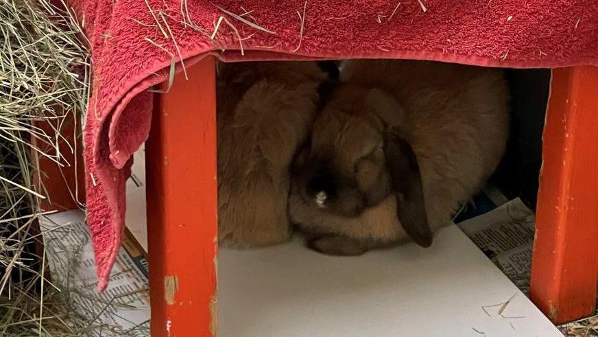 Two rabbits in a wooden enclosure covered with a red towel. They are sitting on a white tile.