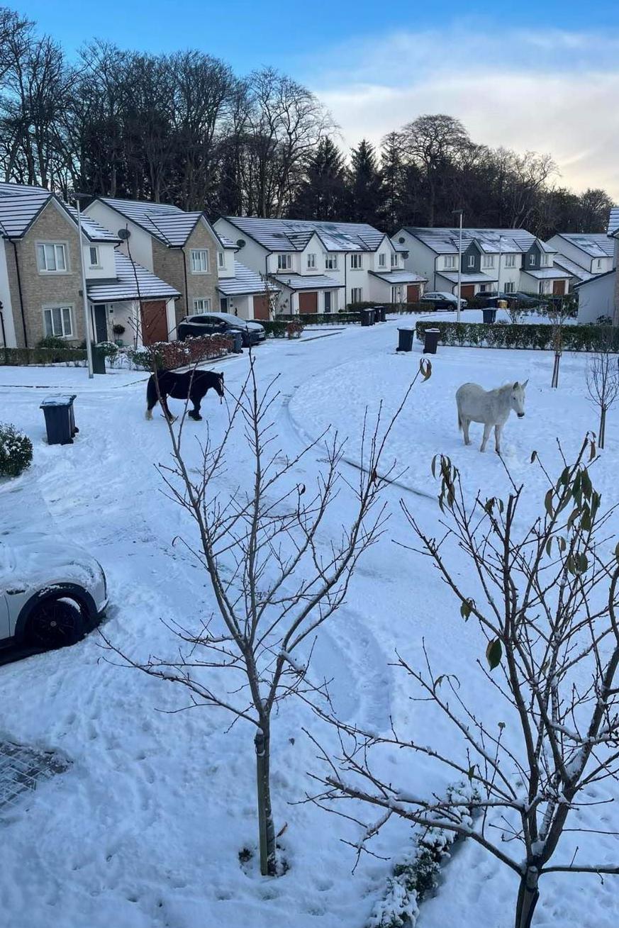 Two horses walk through the snow in a housing estate. One horse is white and the other is black.