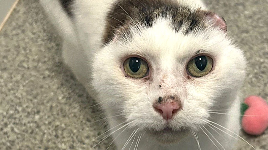 A black and white cat with green eyes and amputated ears staring up.