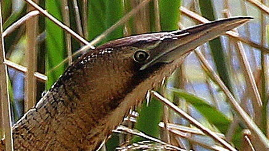 Bittern