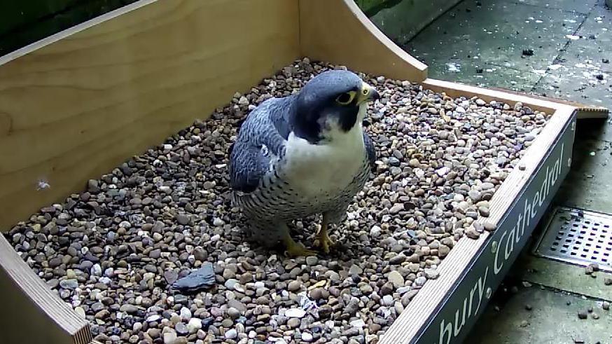 A peregrine falcon in a nesting box. The nesting box has the words "Salisbury Cathedral" written on it. The box is resting on a narrow path/walkway.