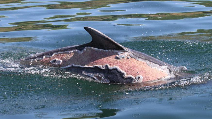 Sunburned dolphin Spirtle