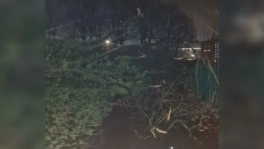 A nighttime shot of a large tree branch spread across a path