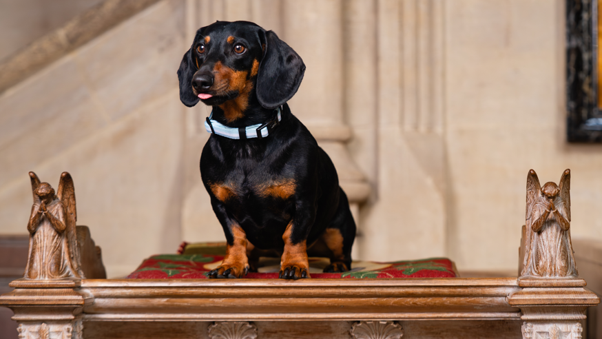 A black and brown Dachshund is stood on a pillow on a pew in the cathedral. Either side of the dog are angels praying.
