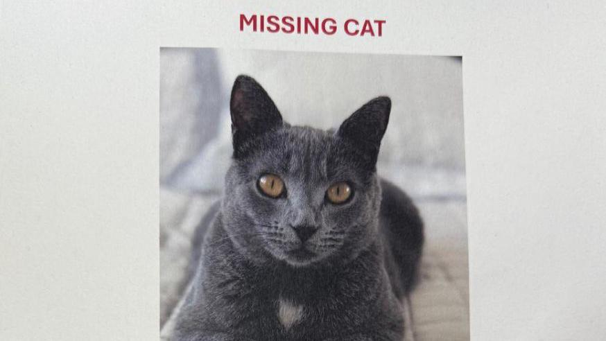 A poster of a missing cat. The image is of a grey British shorthair cat. The word "missing" is written at the top in red letters.
