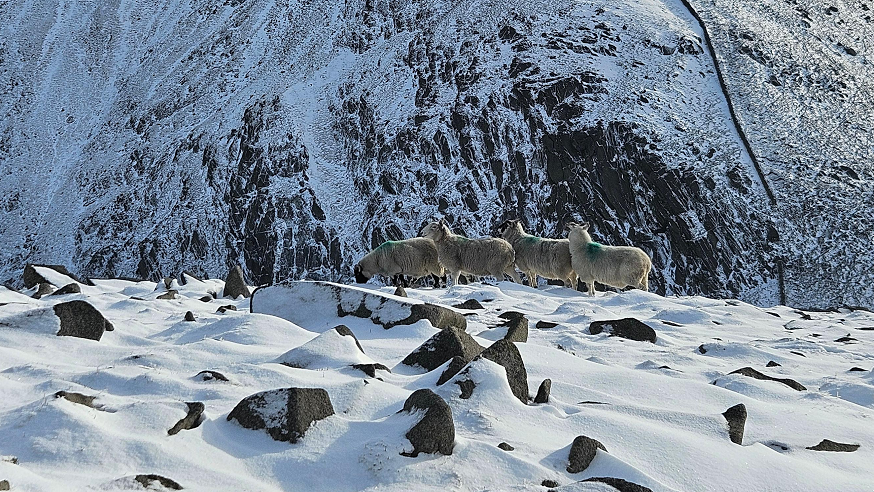 Four sheep stand in a rocky snow covered field, a mountain also covered in snow is in the background