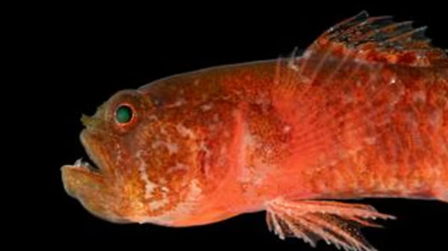 A red grumpy looking fish 