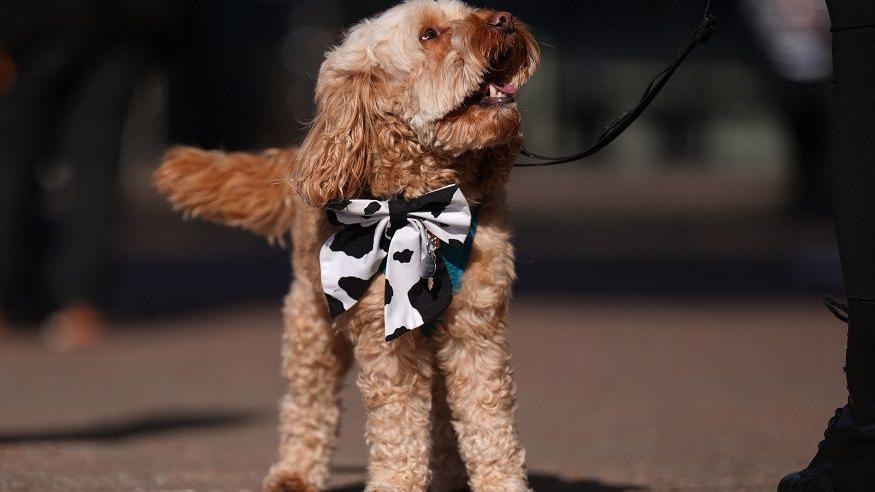 A dog wearing a black and white bow-tie looks up to the right as we see its handles leg just in shot. The dog has brown fur.