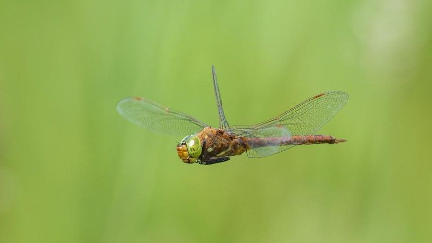 Norfolk Hawker dragonfly