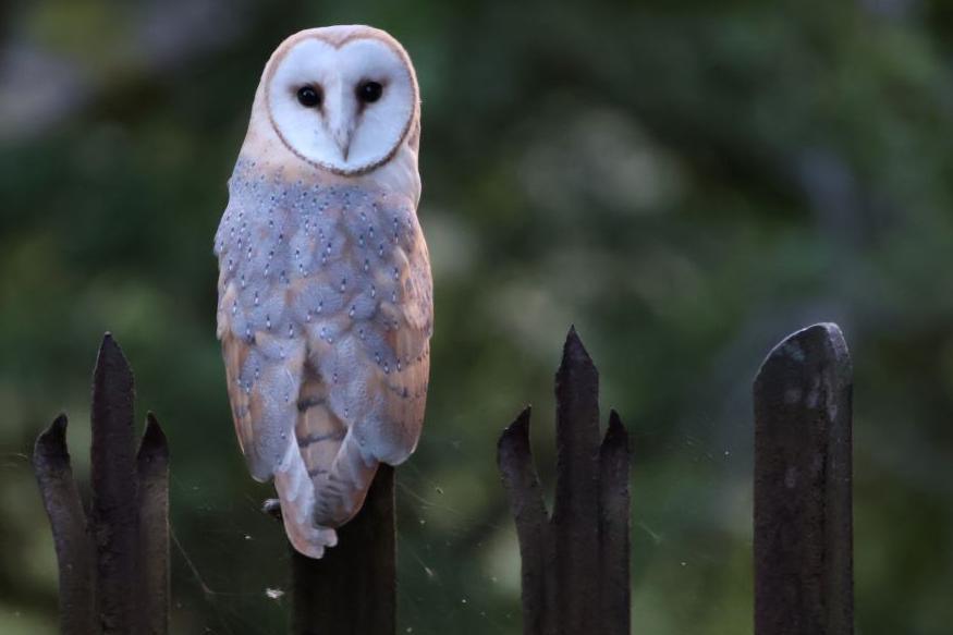 Owl on fence