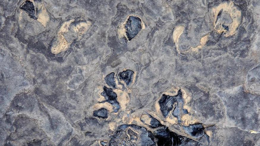 A close up image of the paving slab with the darker lumps in the stone the fossils