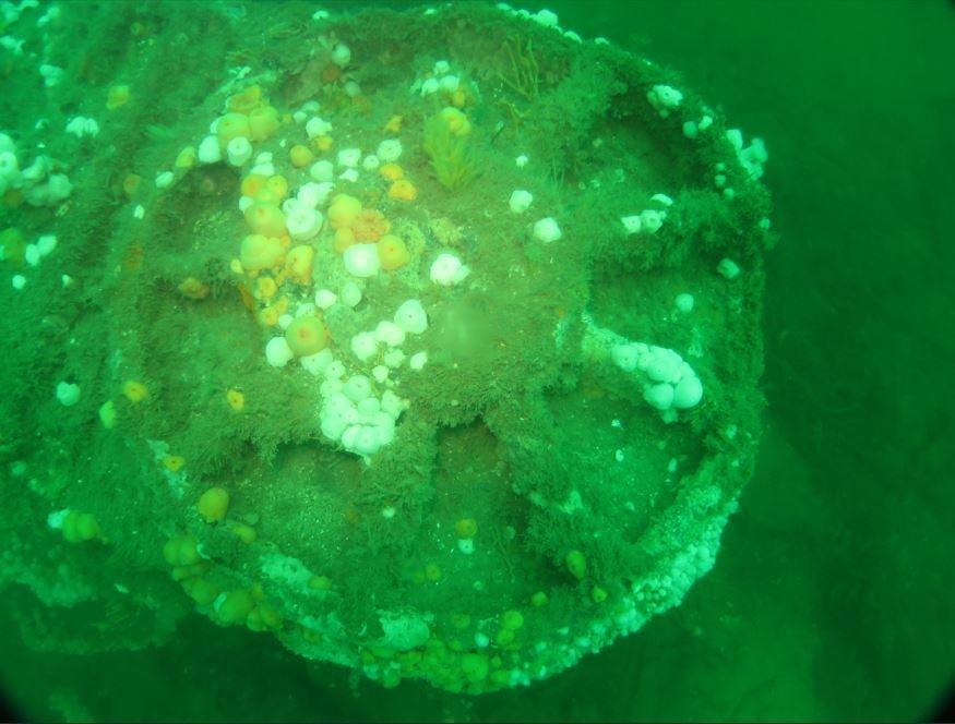 The wheel of the Ballina covered in barnacles. 