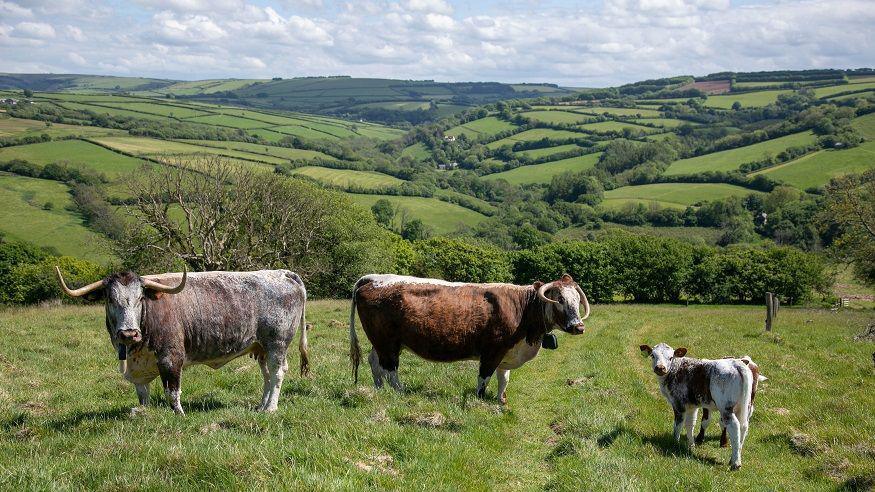 English-Longhorn-cattle.