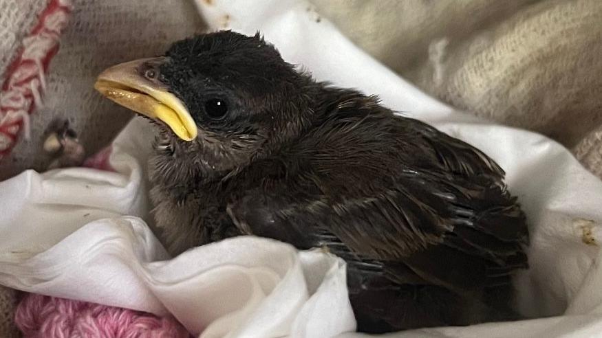 A close-up of a young sparrow wrapped in a blanket