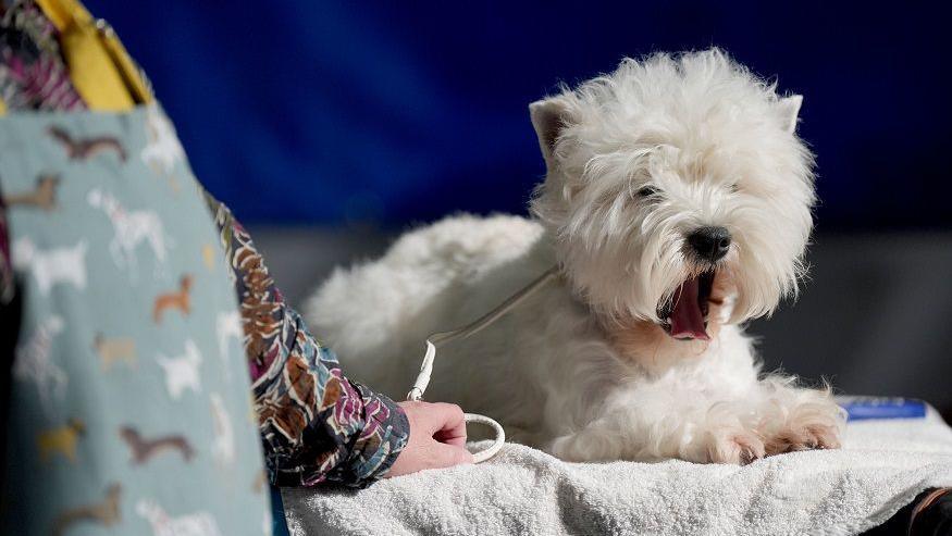 A West Highland White Terrier on the first day of the Crufts Dog Show at the National Exhibition Centre (NEC) in Birmingham. The dog has white fur and its mouth open, appearing to yawn. A person's arm can be seen, wearing a flower-design top.