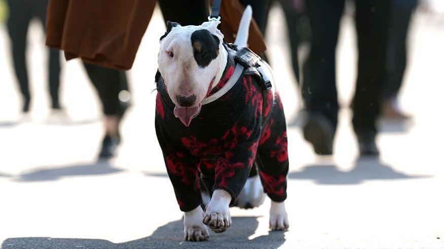 An English Bull Terrier arrives with it's owner on the first day. The dog has white fur with a black patch of fur over its left eye. It wears a red and black dog coat which covers most of its skin.