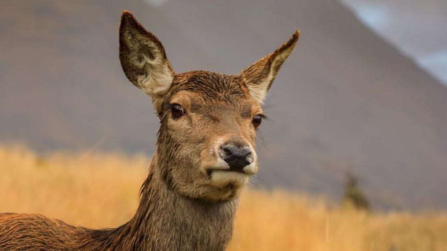 The deer is looking directly into the camera. In the background is long grass and the slopes of mountains in Glen Etive.