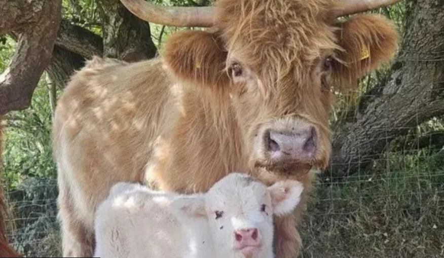 A large Highland cow with a brown coat and horns next to a small calf.