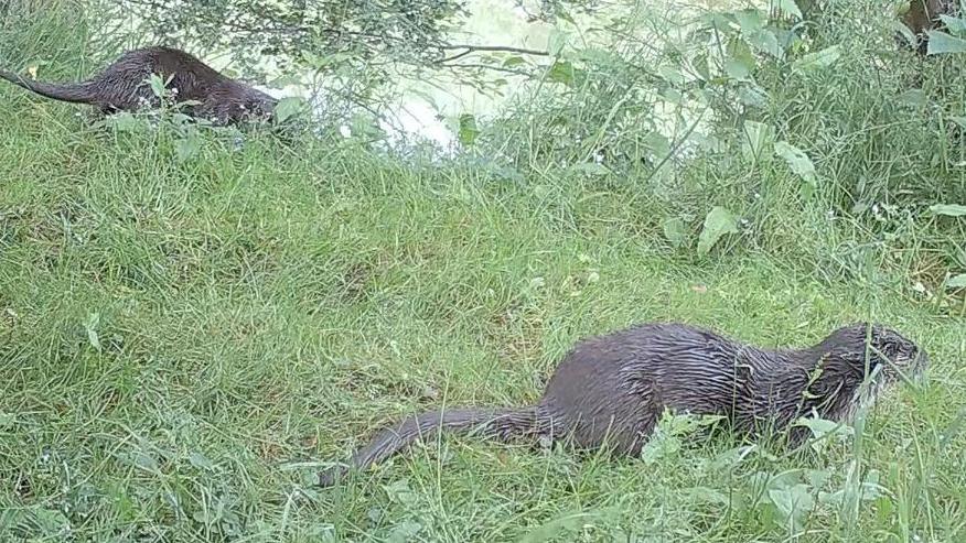 Two otters are pictured in the day roaming on a grassy river bank. A river covered in green algae can been seen behind them.