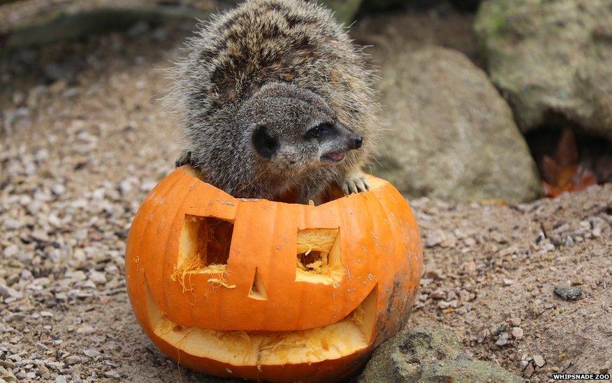 Meerkat and his pumpkin