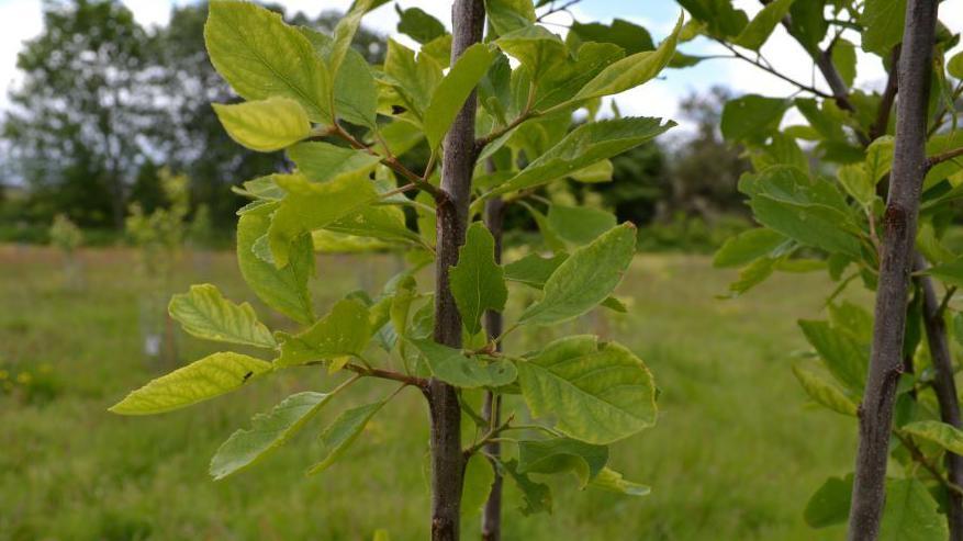 Fruit trees at Merkinch Local Nature Reserve