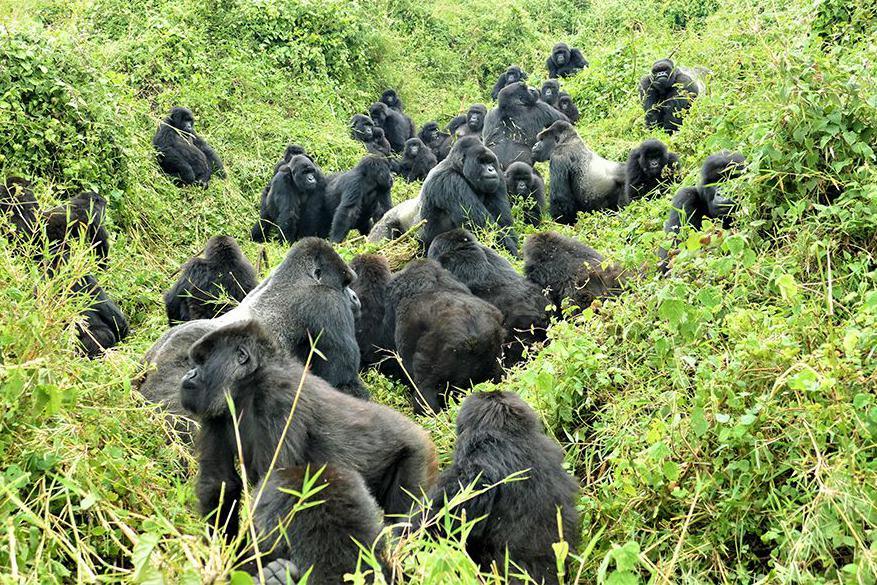 The image shows several mountain gorillas interacting, playing and socialising in the forests of Rwanda's Volcanoes National Park. There are dozens of the animals, all sitting on the ground or moving around in the lush, green undergrowth. 