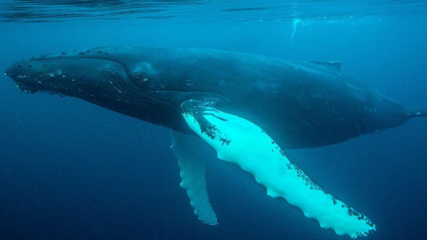 an underwater image of a humpback whale