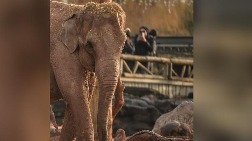 Sundara Hi Way the elephant pictured in the zoo's Elephants of the Asian Forest habitat