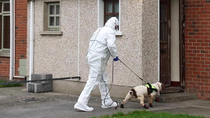 Person in full white forensics suit, walking a small beige dog into a pebble-dashed, red brick property 